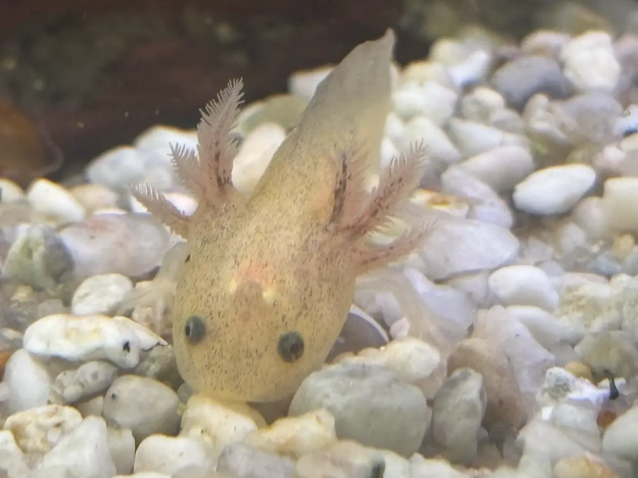 Billede 1 - Axolotl yngel