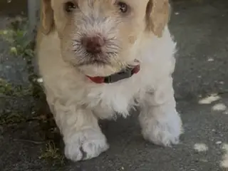 Maltipoo hvalpe - 5
