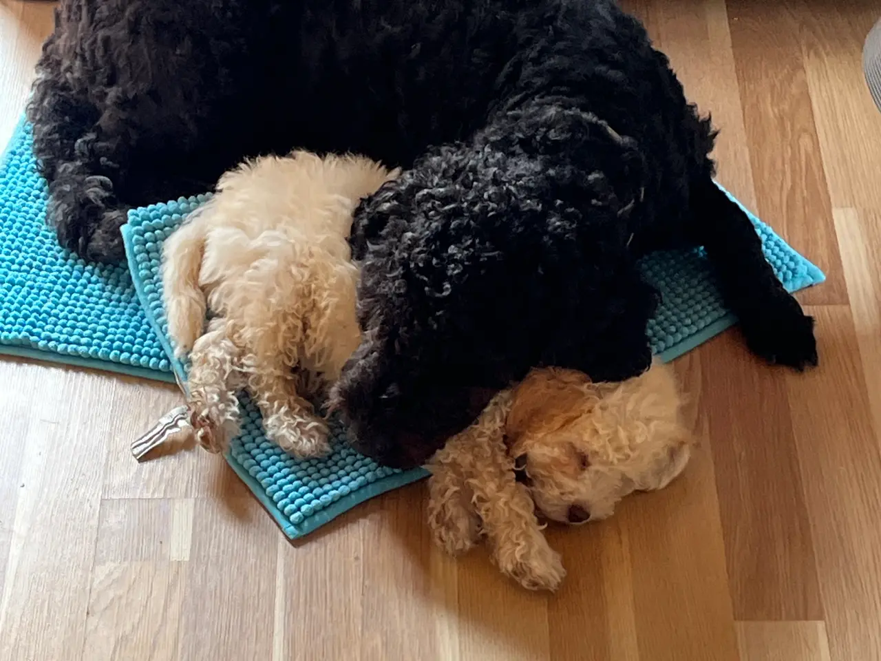 Billede 2 - Labradoodle hvalp 