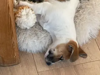 Jack Russell Hvalp - Glathåret - DKK stamtavle  - 3