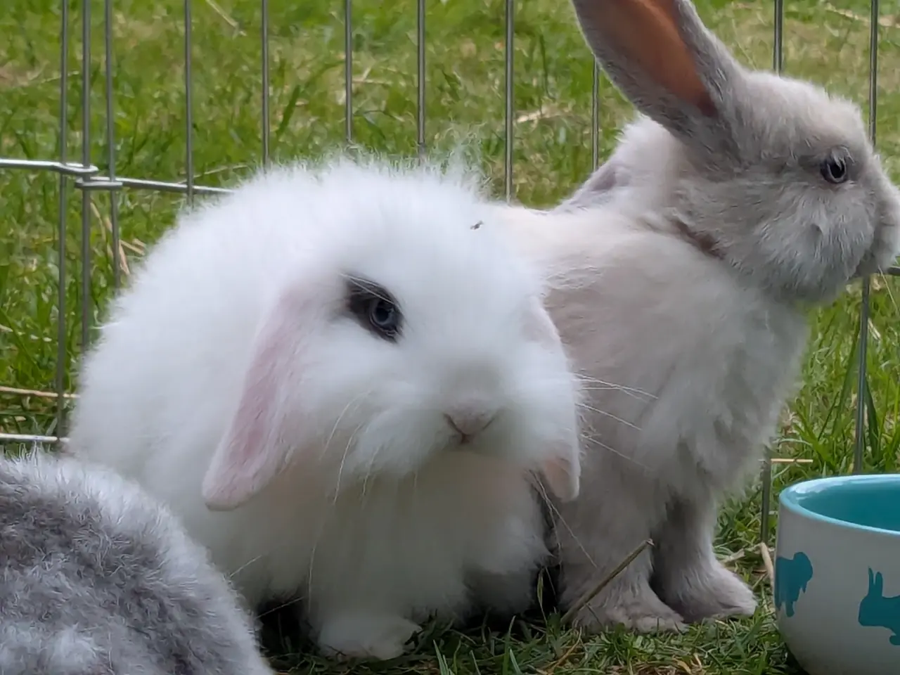 Billede 17 - Mini-lop kanin unger