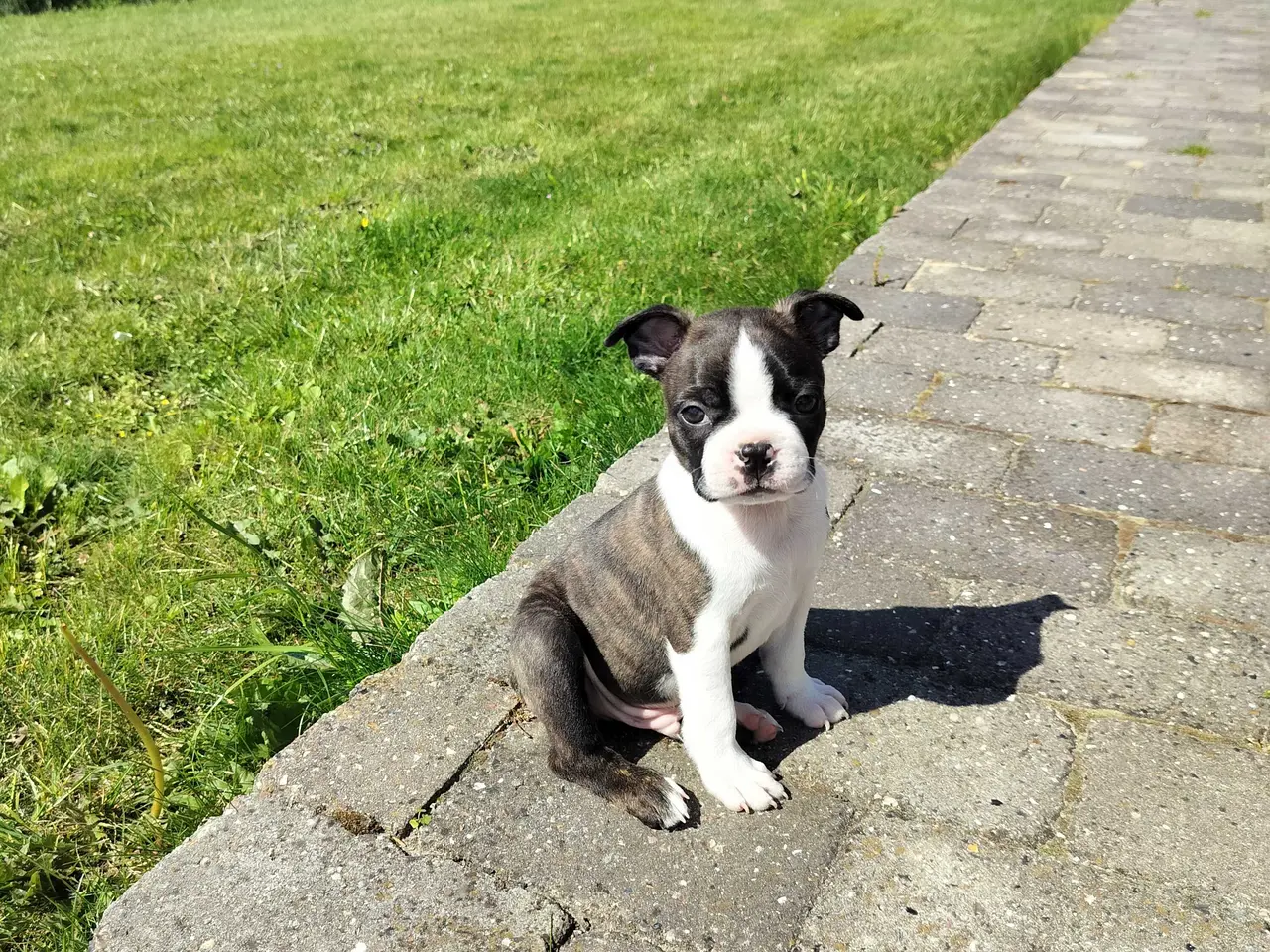 Billede 11 - Boston terrier