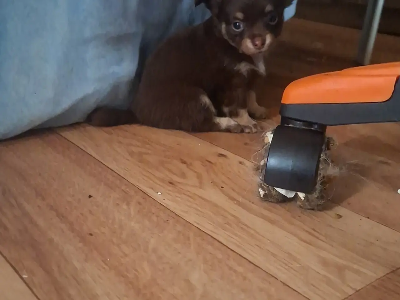 Billede 4 - Langhåret Chihuahua hvalpe