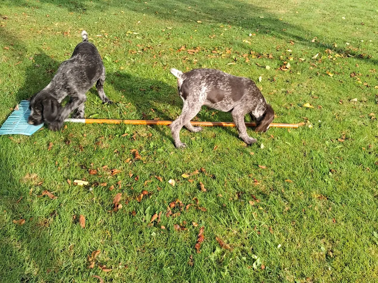 Billede 3 - Ruhåret hønsehund hvalpe