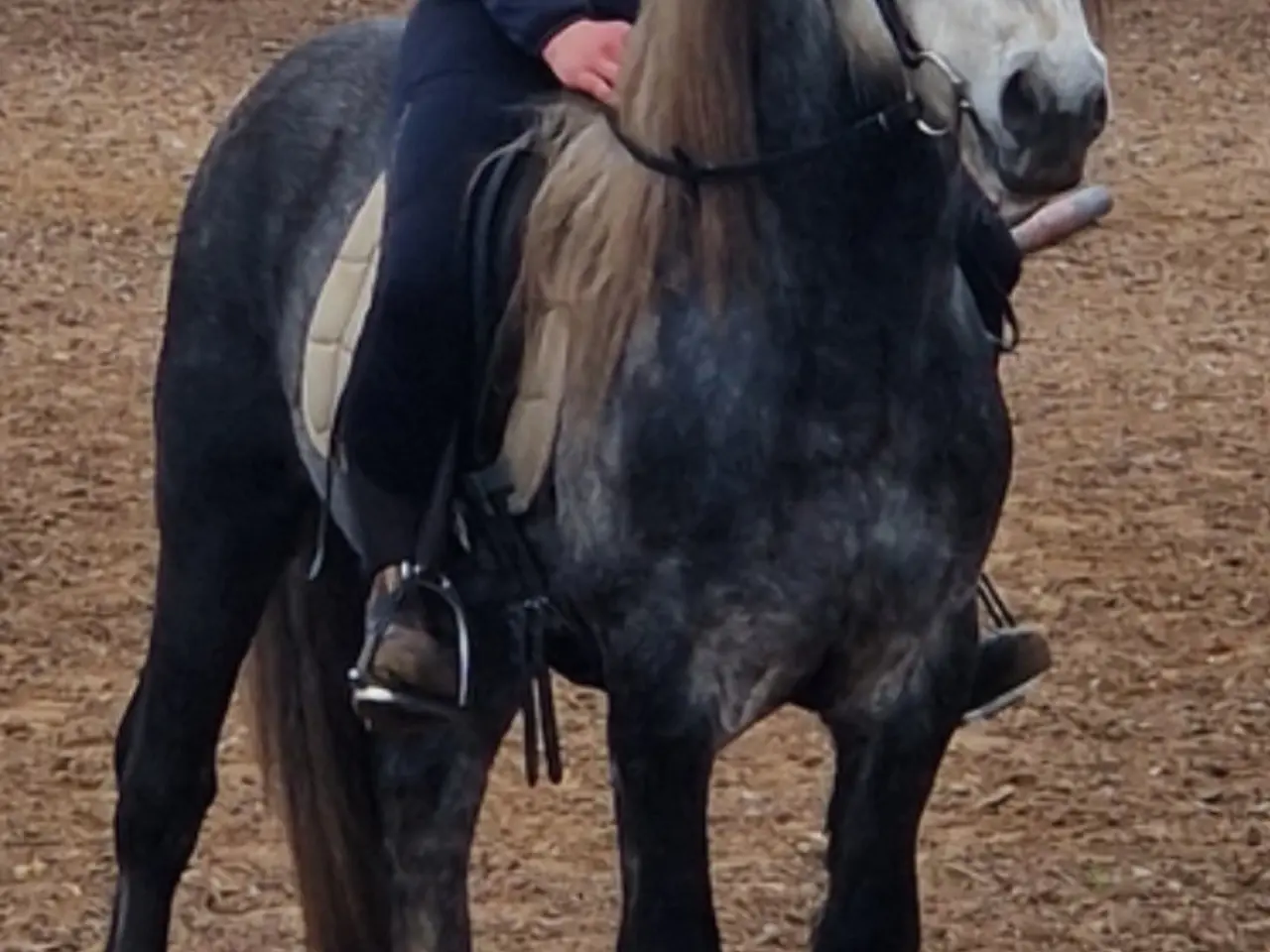 Billede 6 - Fellpony dreng 