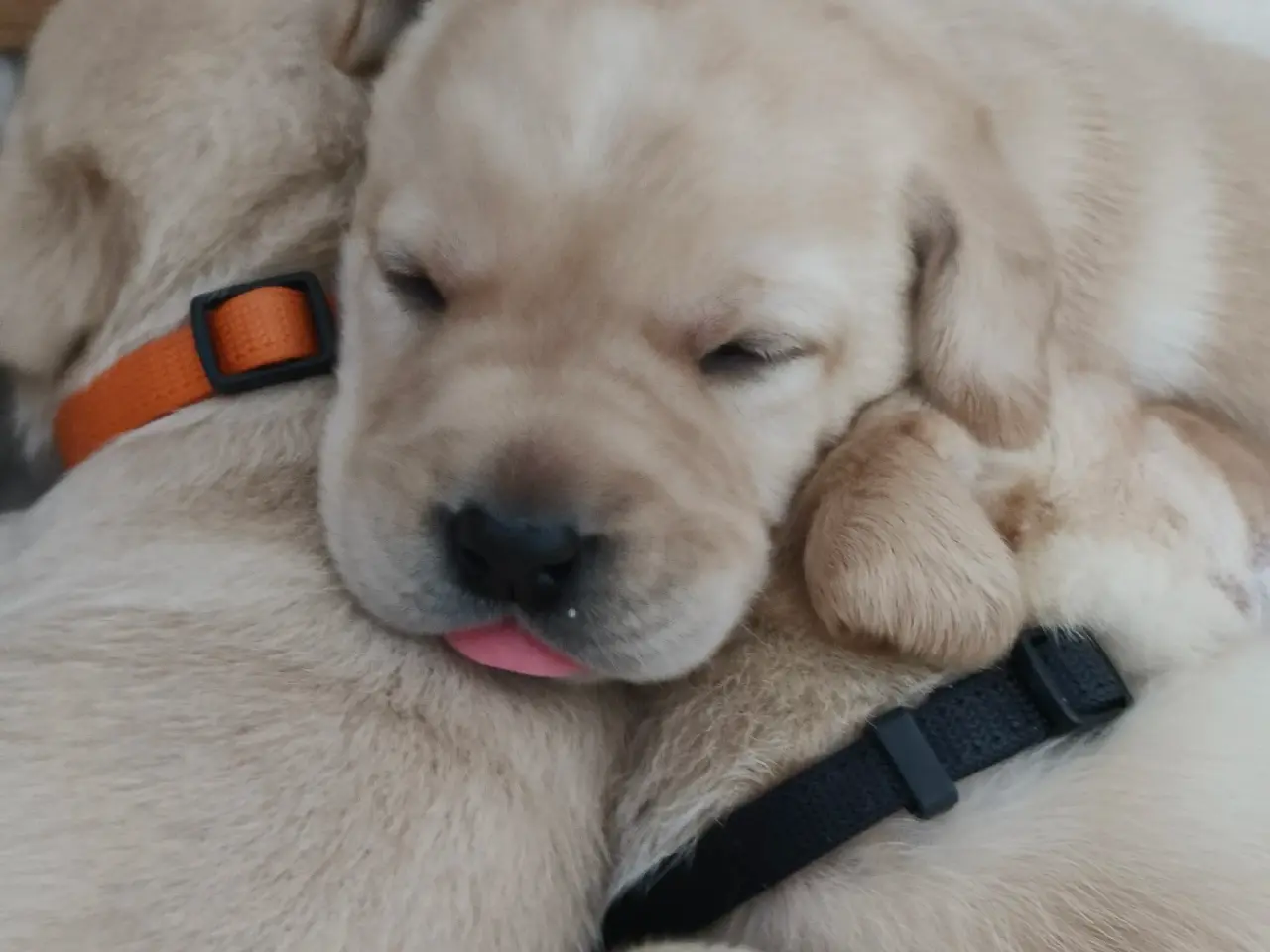 Billede 1 - Gule labrador hvalpe 