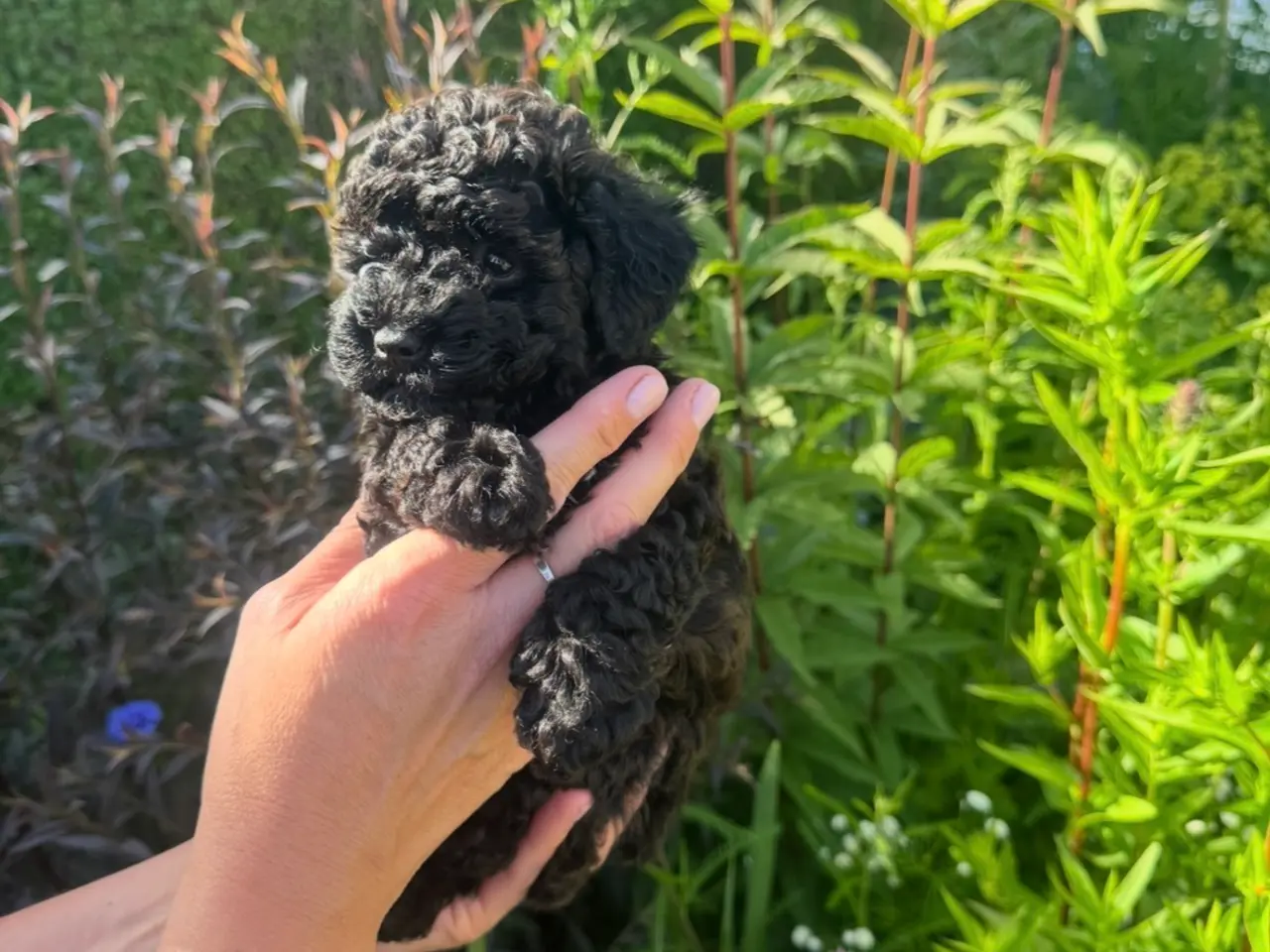 Billede 4 - Maltipoo F1 