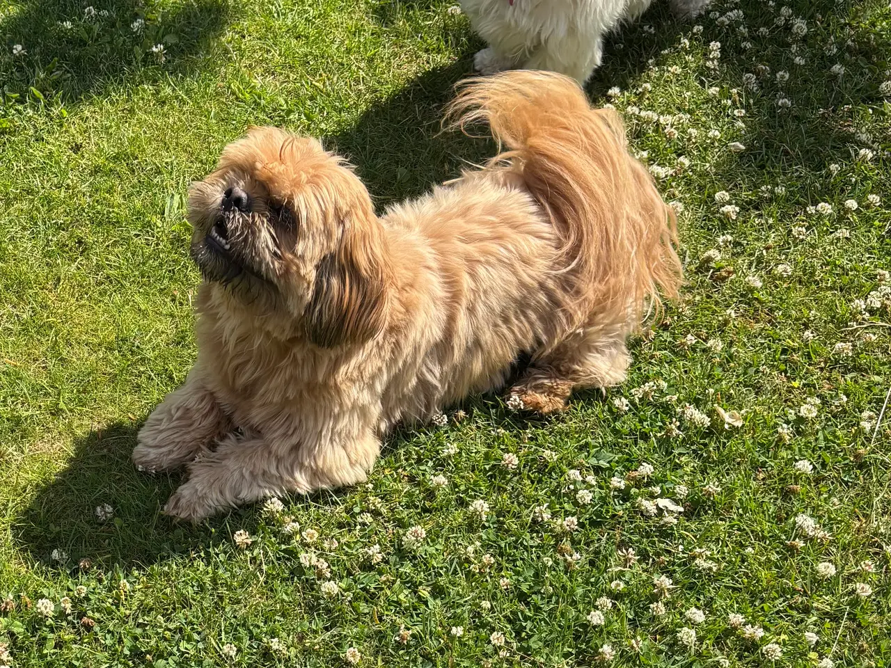 Billede 5 - Bommuld/Shih tzu hvalpe