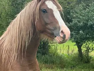 Welsh pony vallak