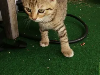 Tiger – charmerende Scottish Fold han søger kærlig - 3