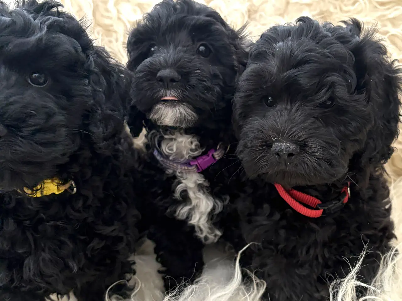 Billede 6 - De smukkeste små fine Cavapoo drenge