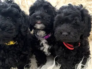 De smukkeste små fine Cavapoo drenge