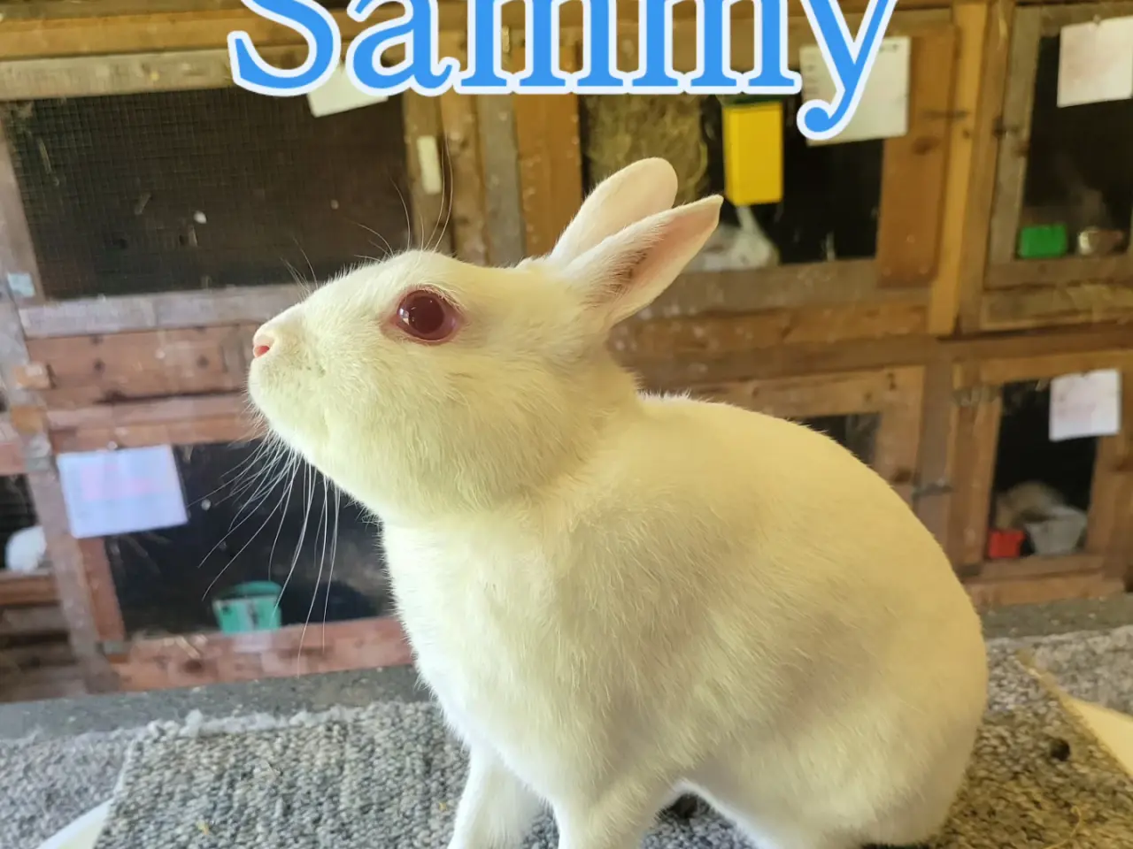 Billede 8 - Ren race Rex & ren race dværghare