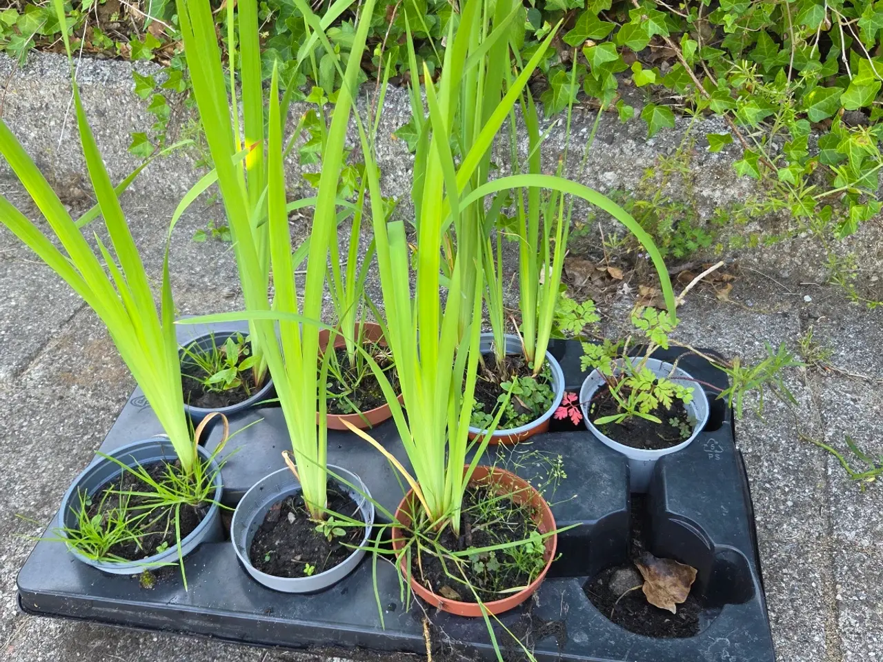 Billede 2 - Blå iris m.flotte blå blomster 