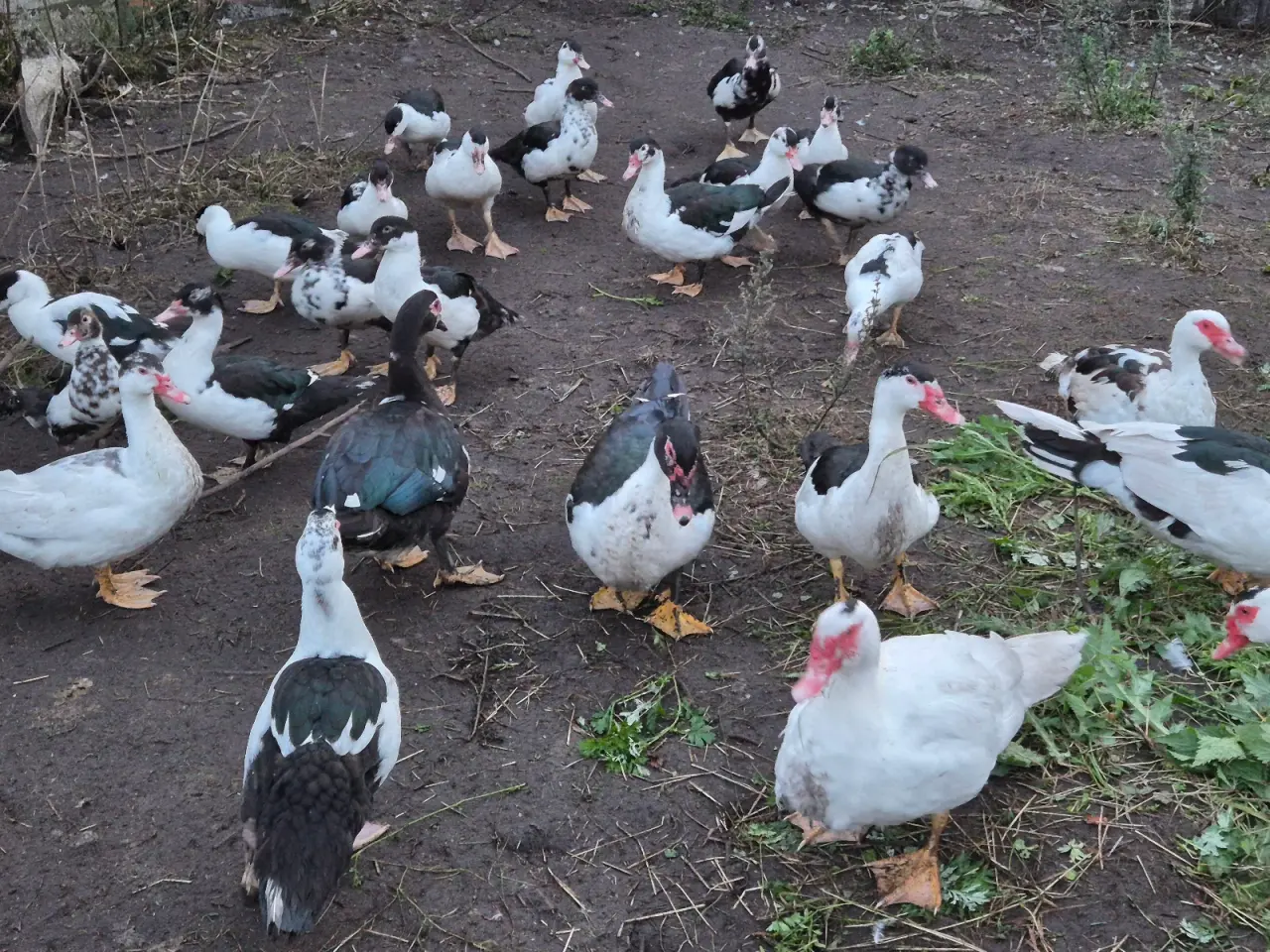 Billede 2 - Moskusænder og ællinger