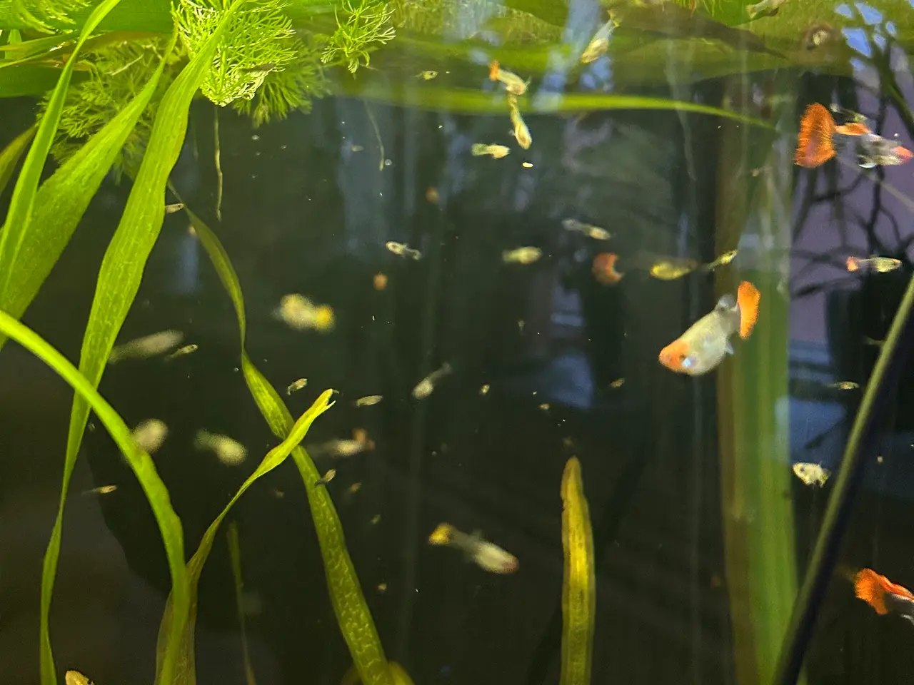Billede 7 - ❤️🐟 Rednose Dumbo Guppy – Smuk Kontrast (unger)