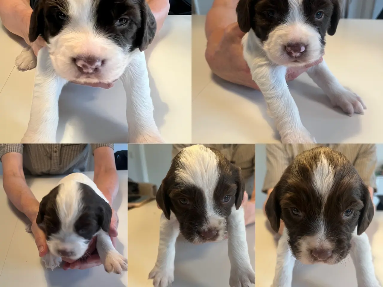 Billede 1 - Springer spaniel hvalpe søger nye hjem fra 5 juli.