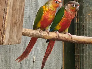 Mutationer af Molina (grønkindet) conure