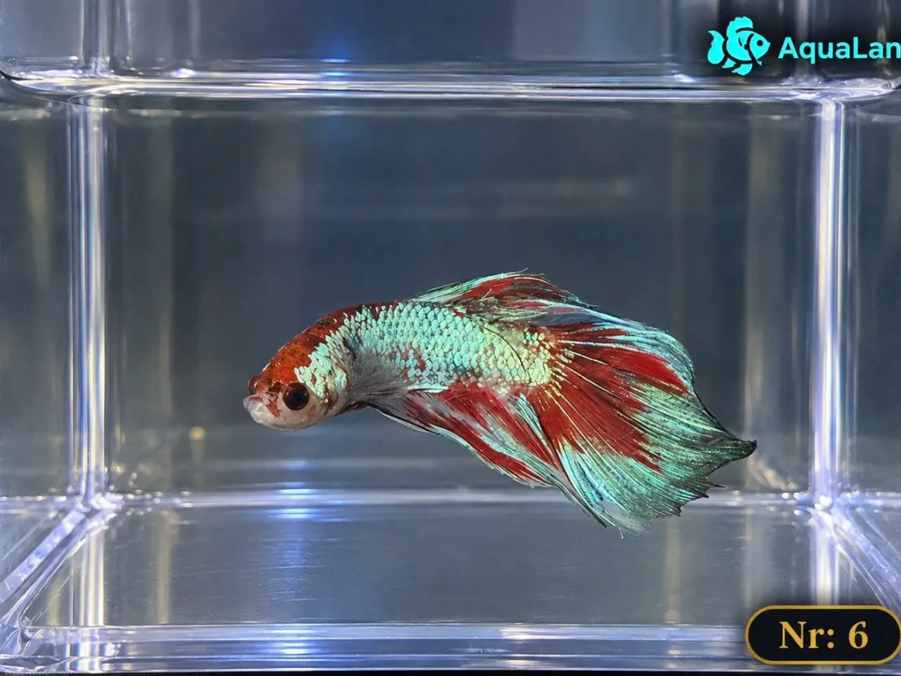 Billede 16 - 😍 Flotte Betta fisk