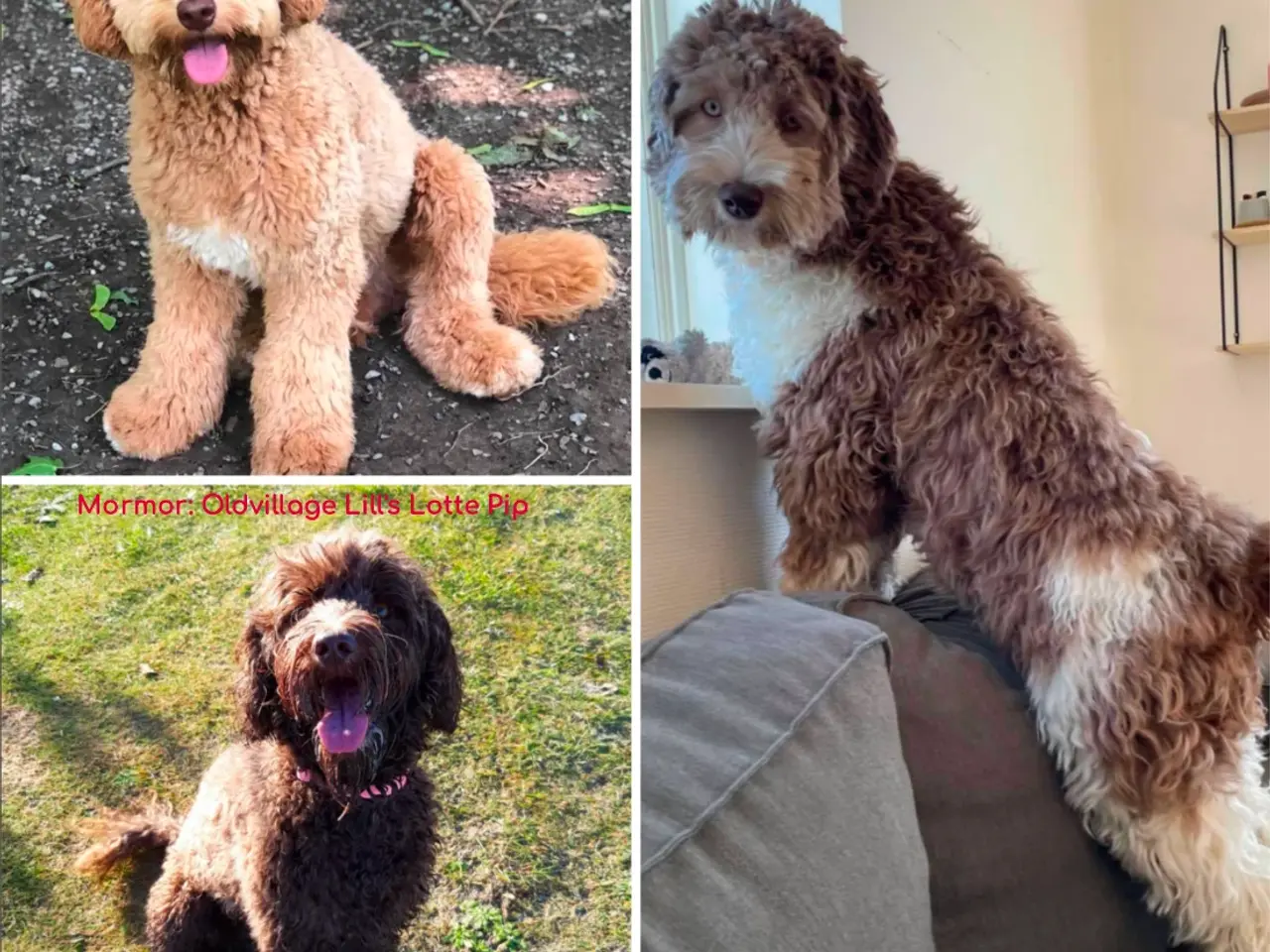 Billede 4 - Labradoodlehvalpe 2026