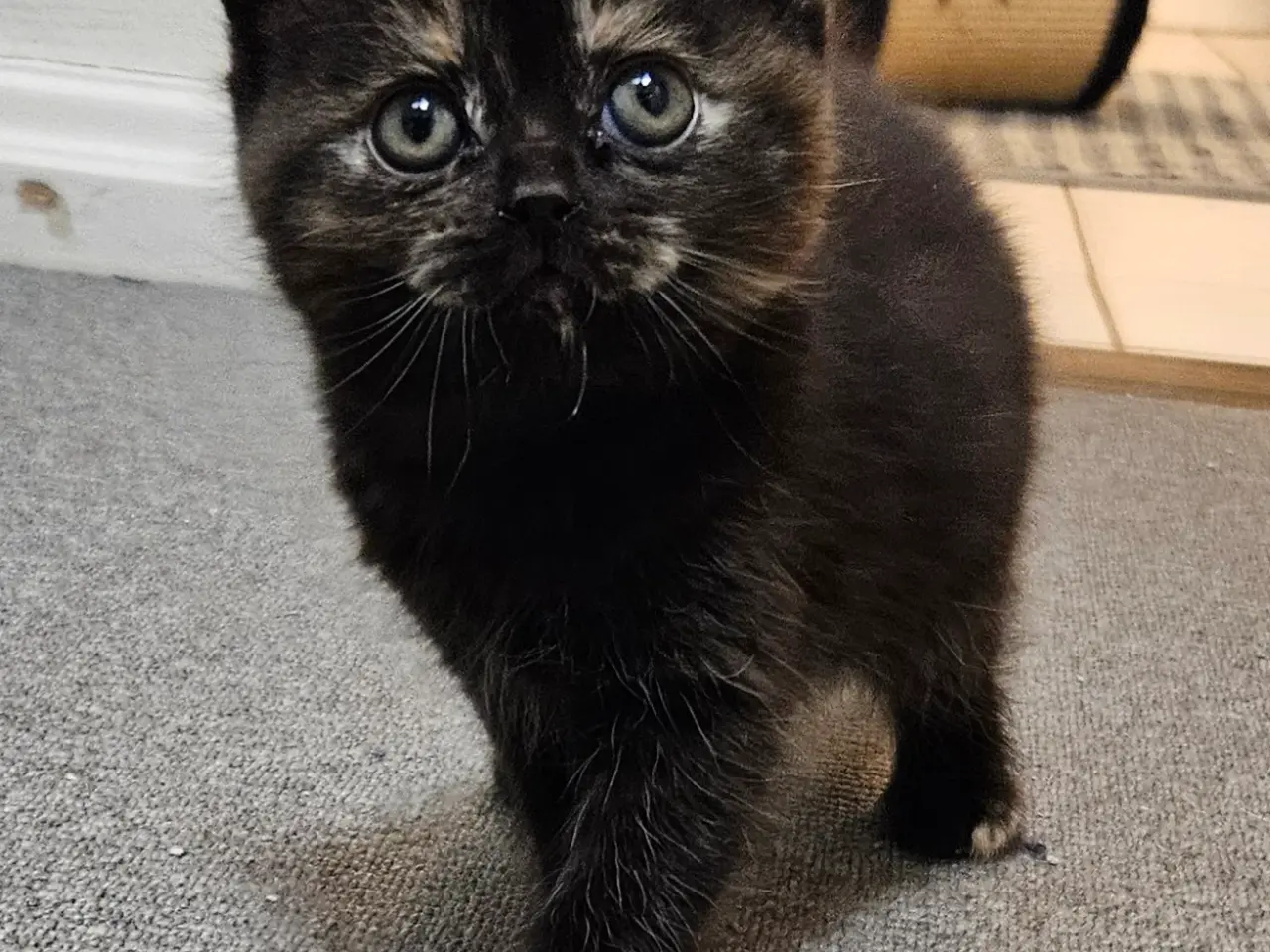 Billede 1 - British shorthair killinger med stamtavle