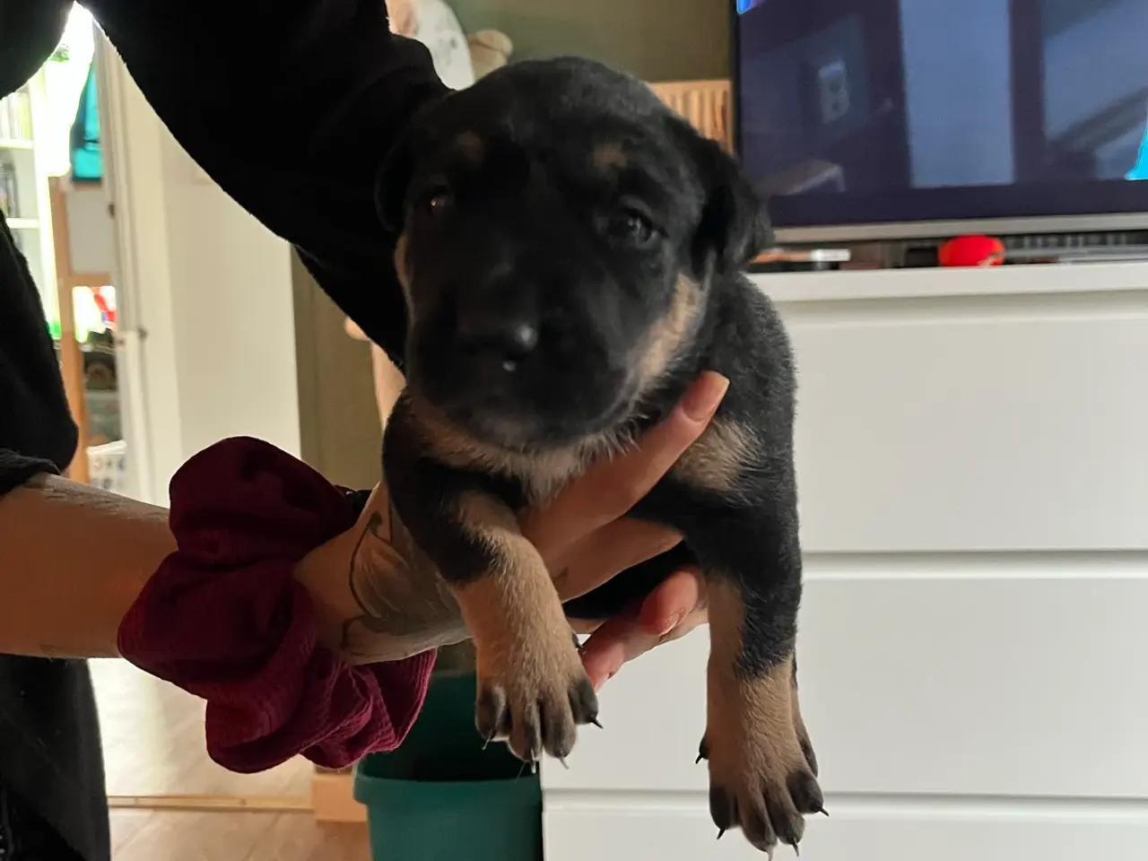 Billede 3 - Blandings hunde 