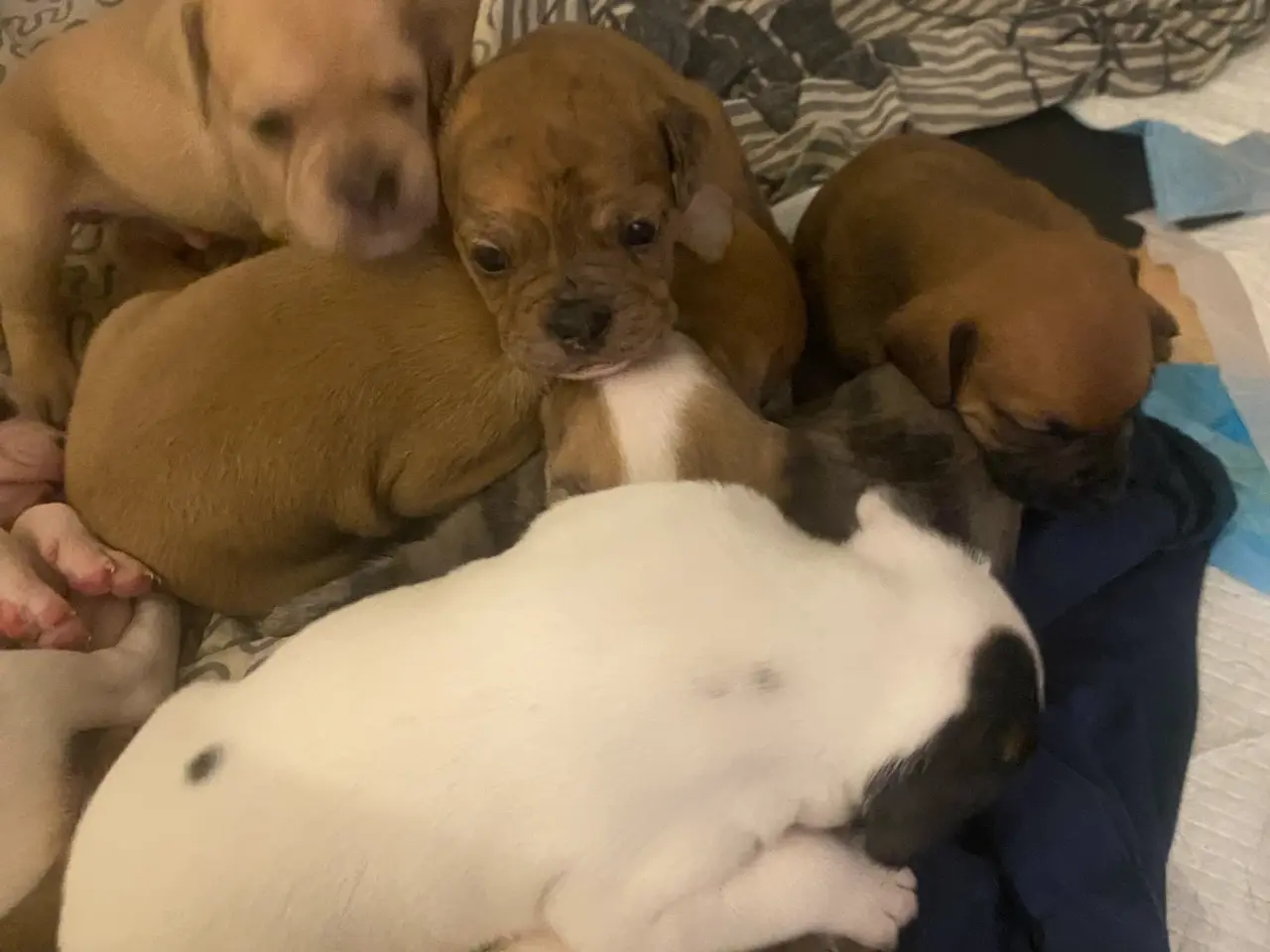Billede 2 - Fransk bulldog/ old english bulldog