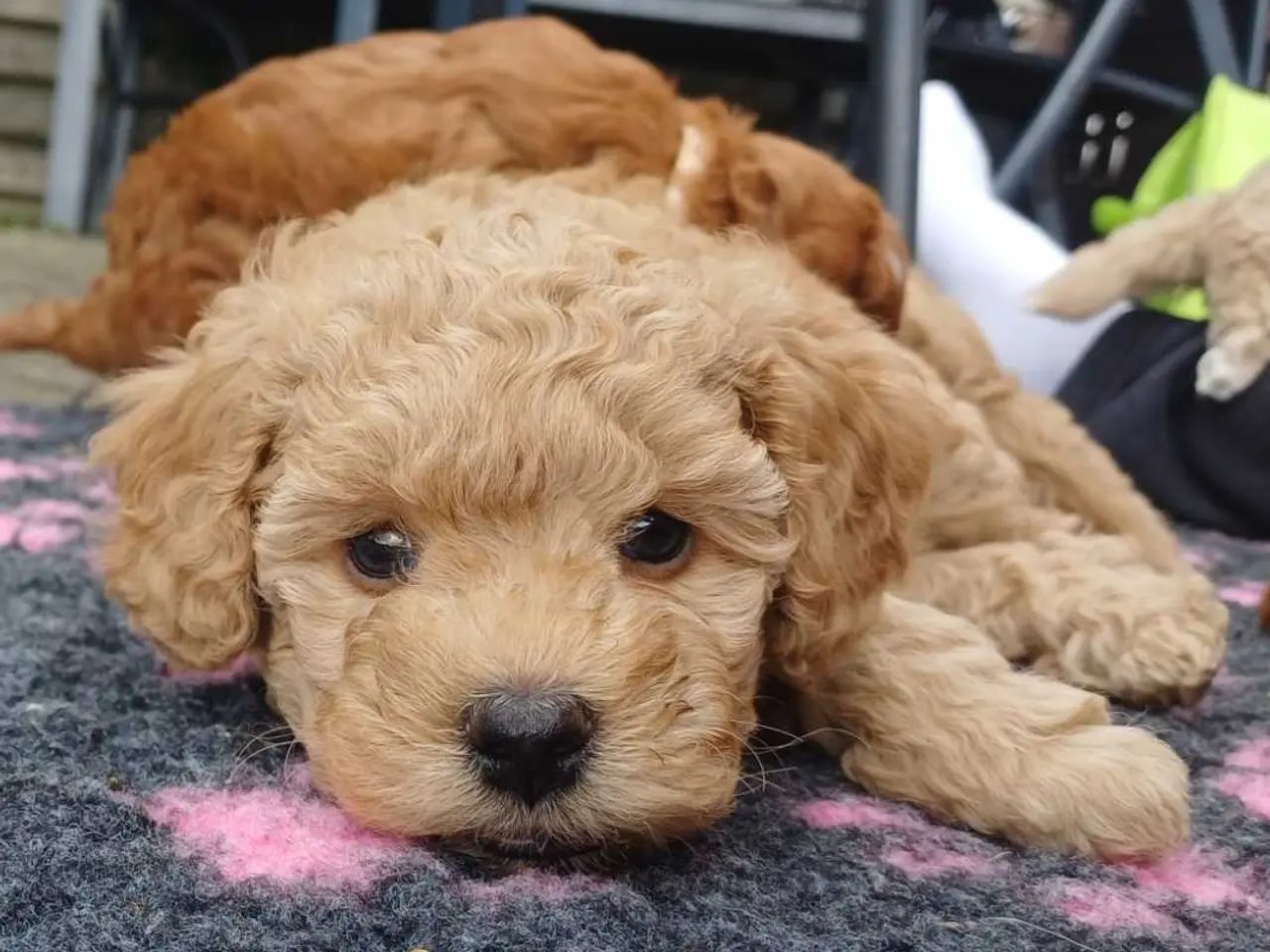 Billede 5 - Doodle / cockapoo hvalpe