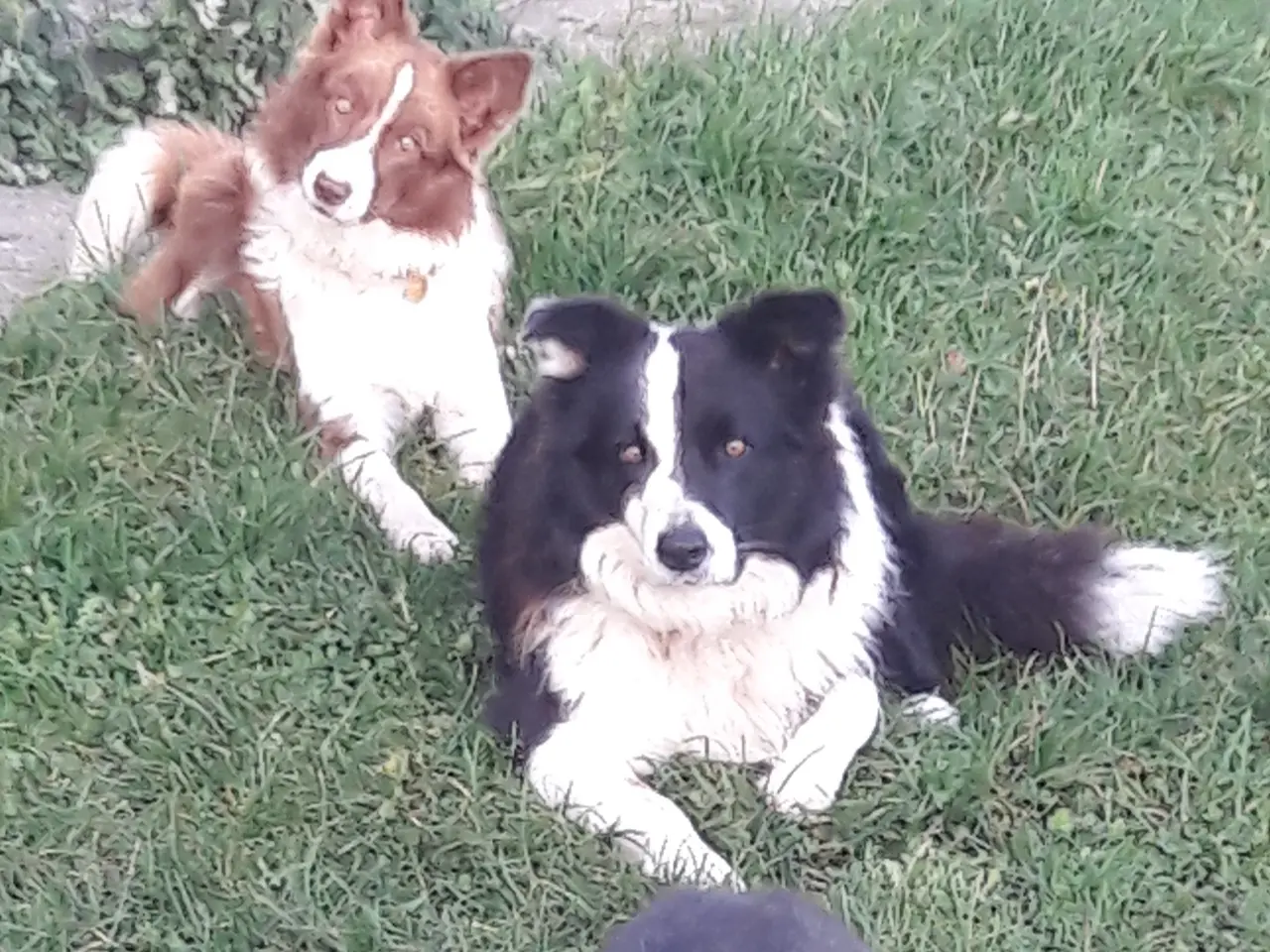 Billede 7 - Smukke Border Collie hvalpe til salg