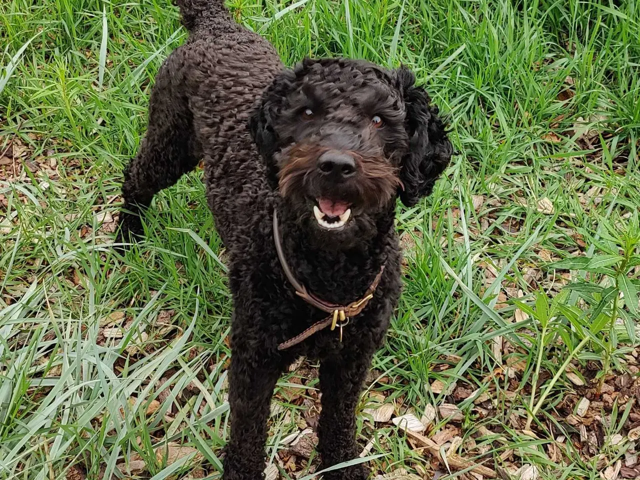 Billede 2 - Skøn glad goldendoodle søger sød familie