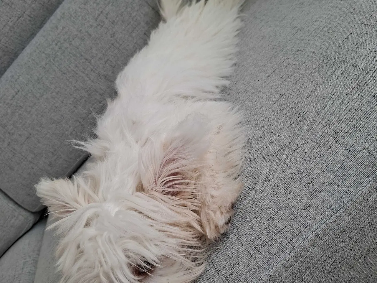 Billede 5 - Bichon havanaise -Bella