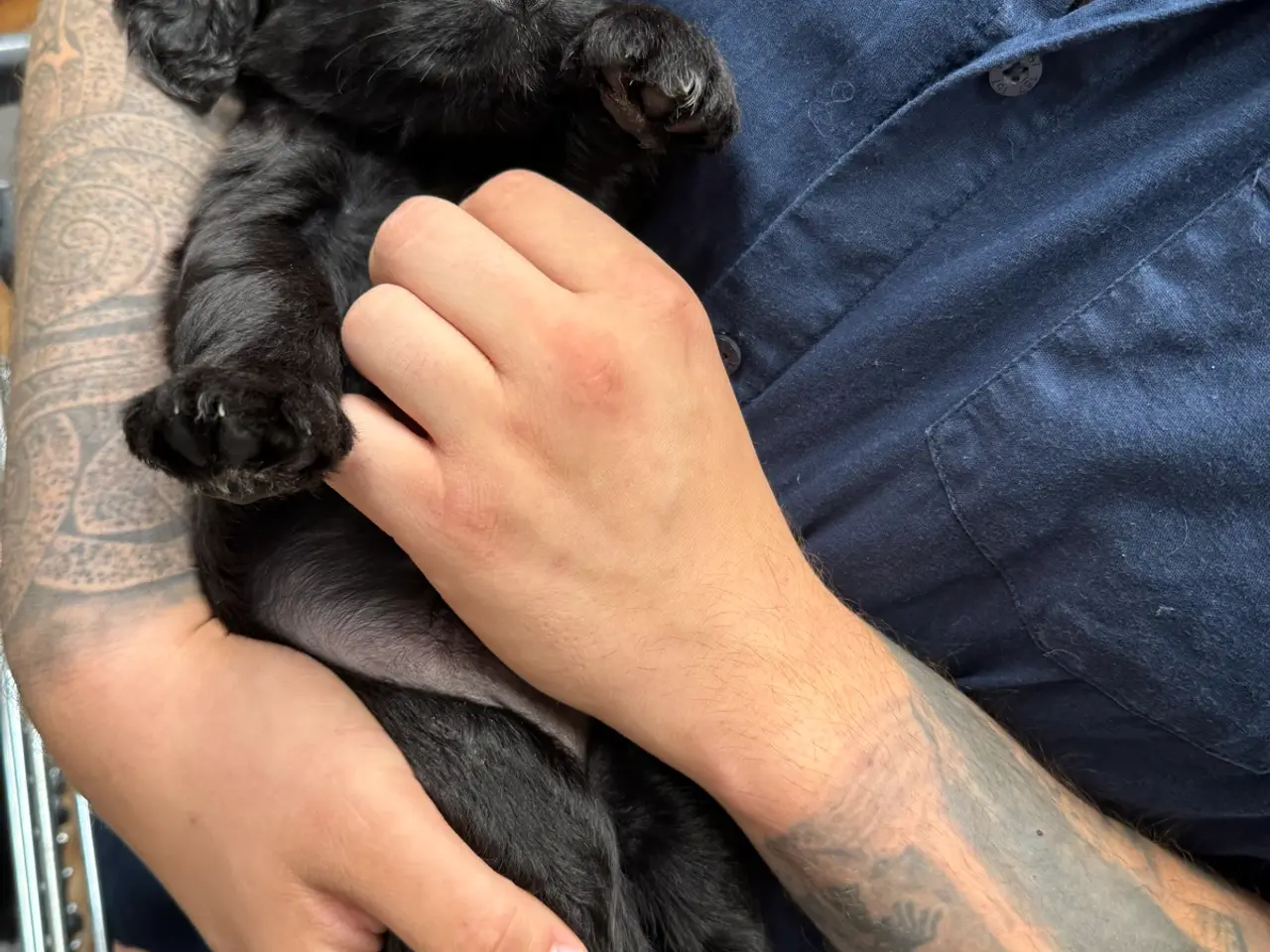 Billede 10 - God retriever/doodle-mix bamser