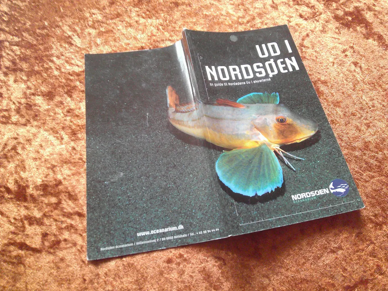 Billede 4 - Ud i Nordsøen, Nordsøen Oceanarium,