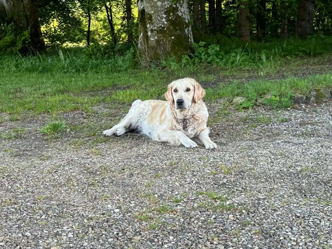 Billede 6 - Golden Retriever hvalpe 