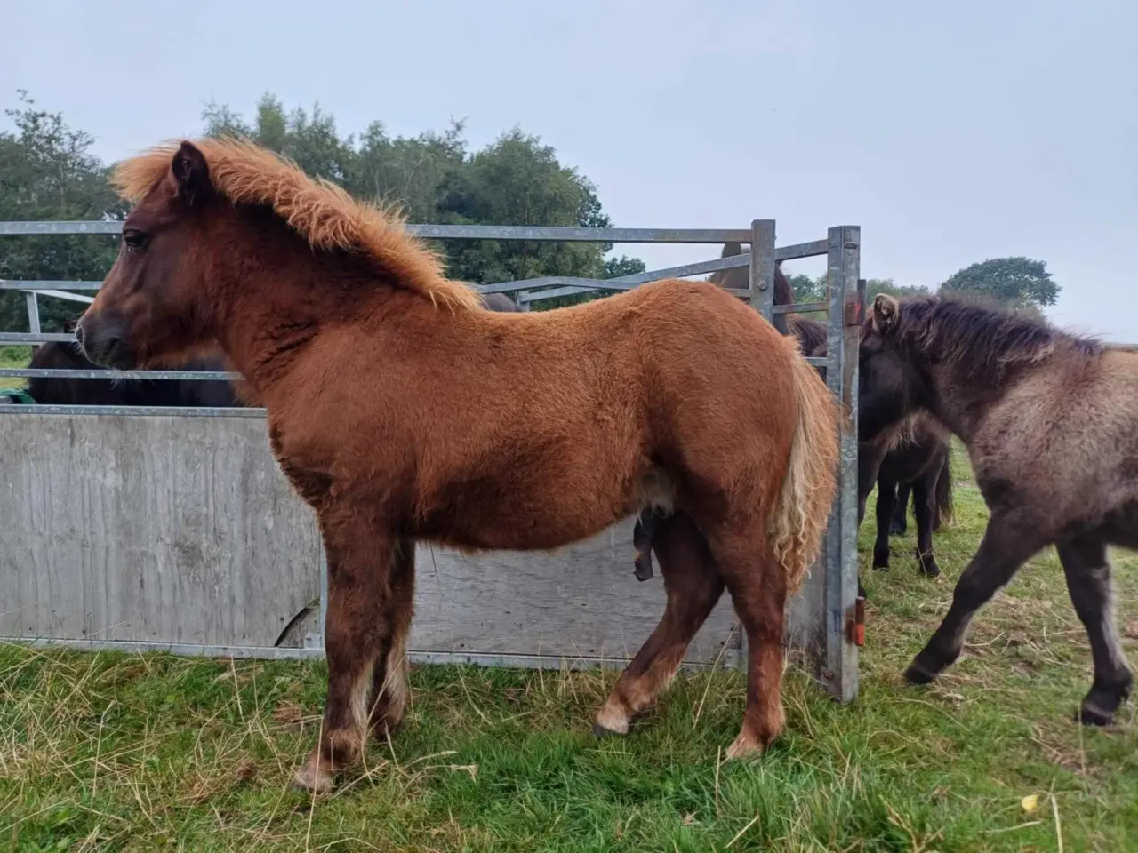 Billede 2 - Sønderskovs Formidable 6mdr hingst.