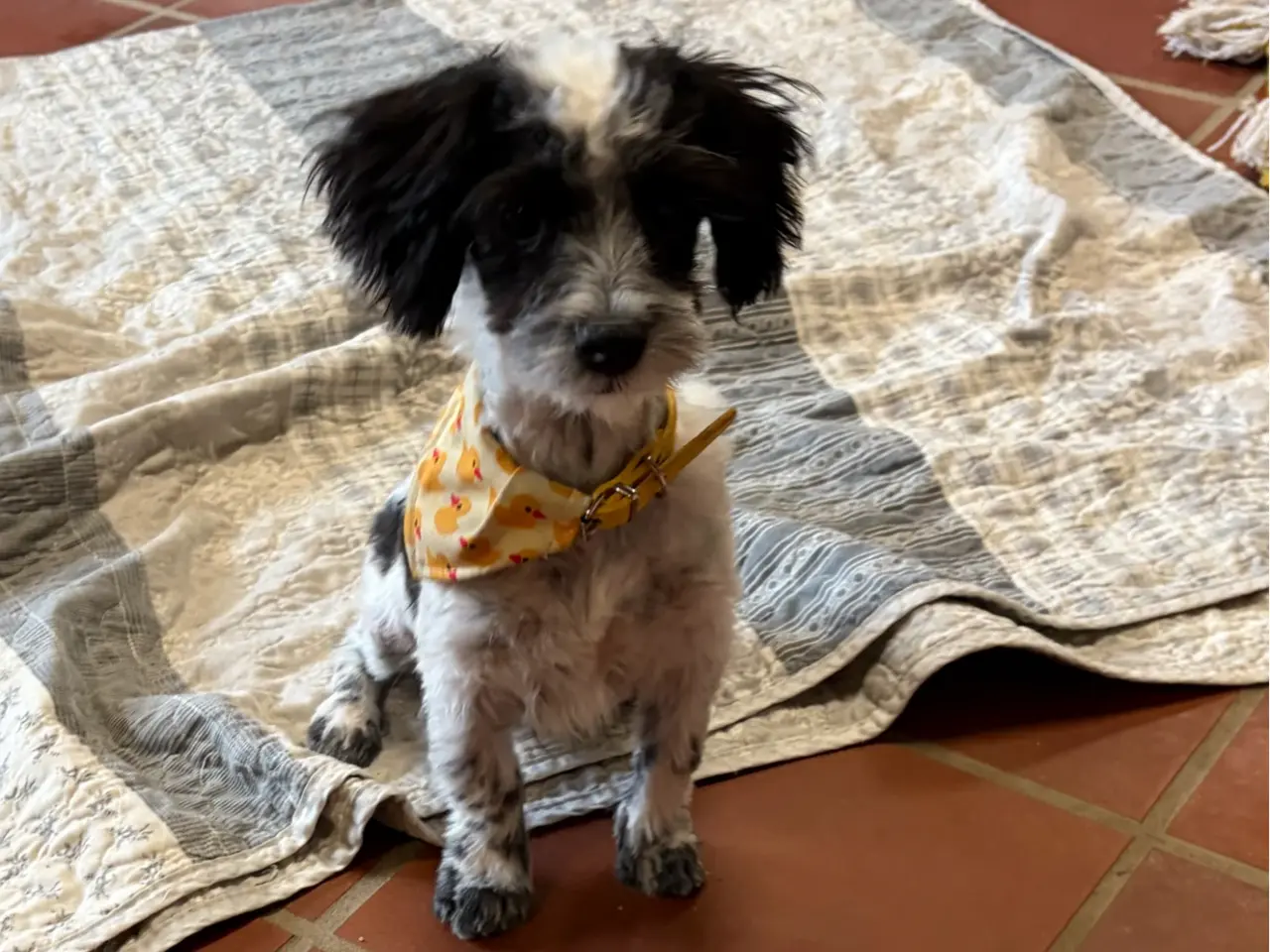Billede 11 - Den sødeste og frækkeste lille Maltipoo dreng