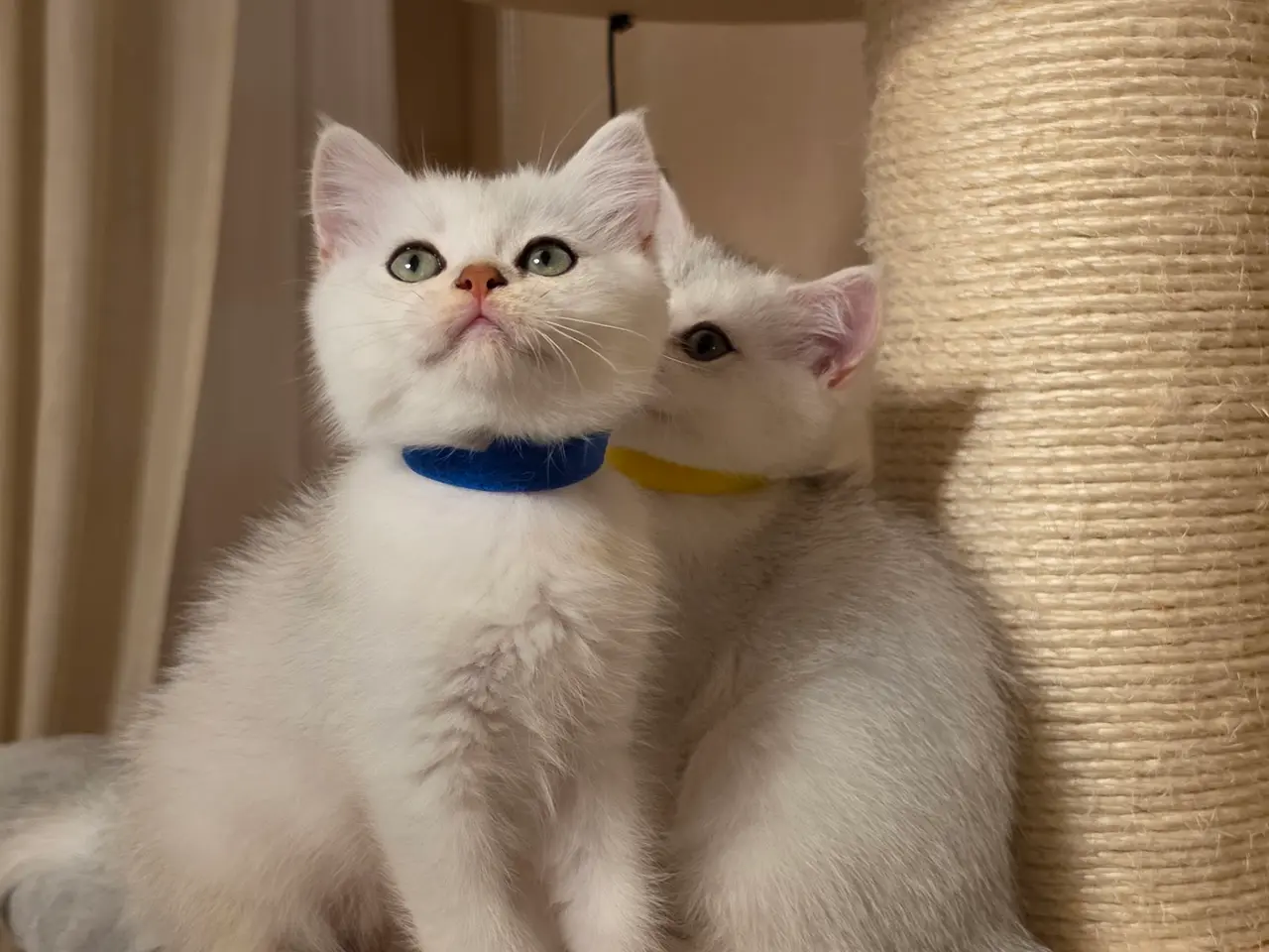 Billede 15 - 🐾❤️ Skønne killinger søger kærlige hjem ❤️🐾