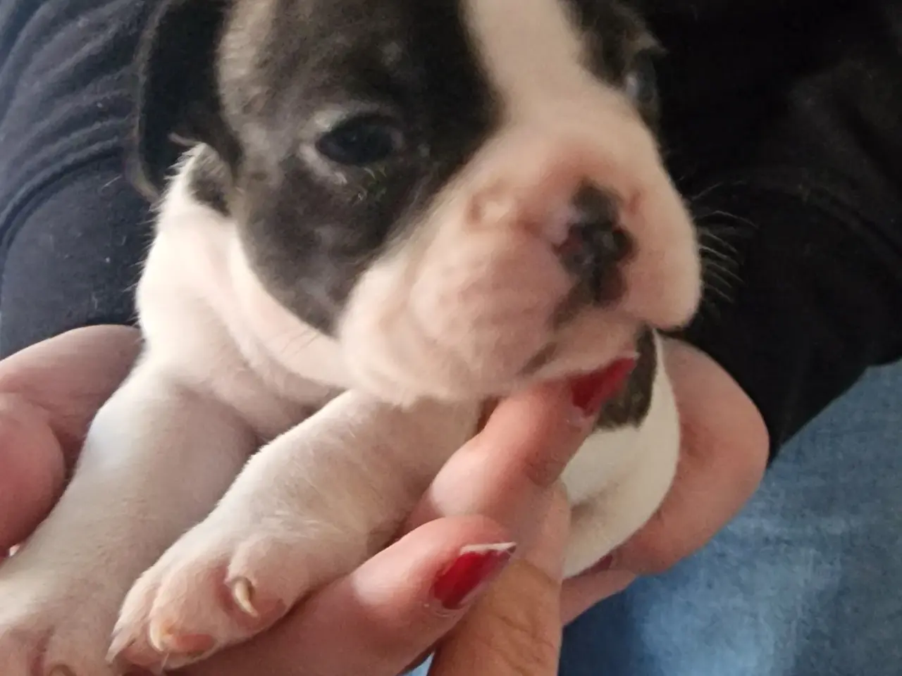 Billede 5 - Fransk bulldog hvalpe