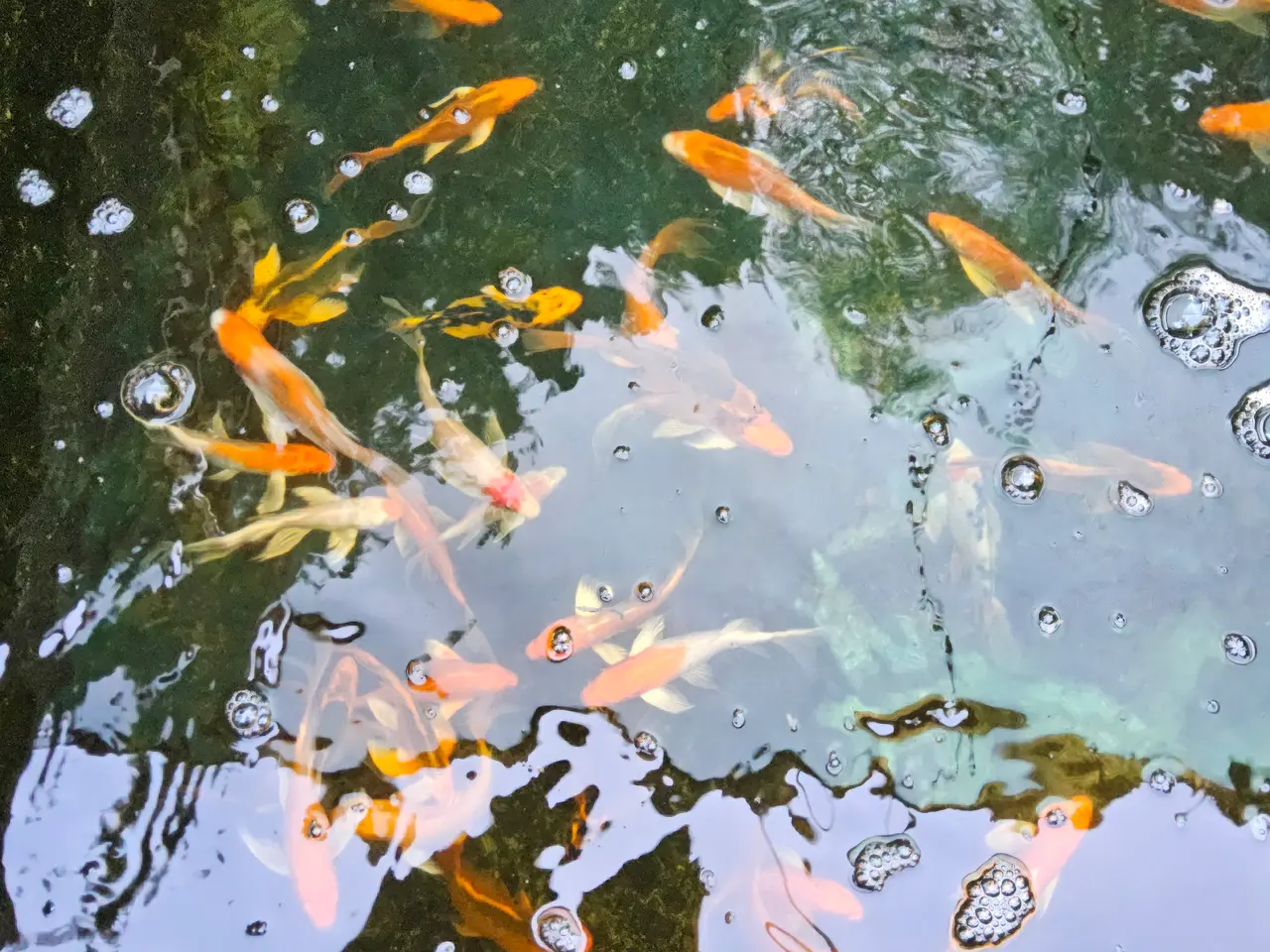 Billede 1 - Butterfly Koi