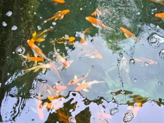 Butterfly Koi