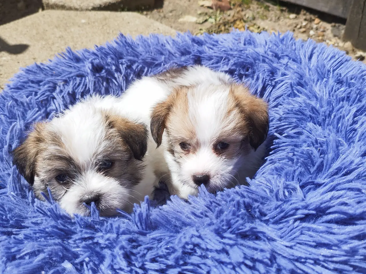 Billede 5 - Malteser) coton de Tulear