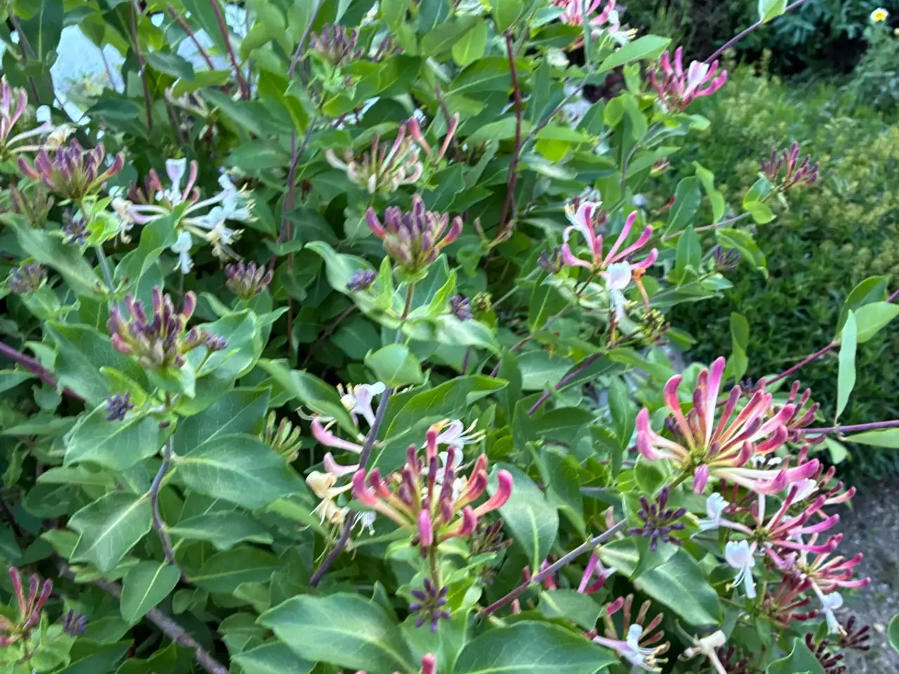Billede 4 - Slynge blomstr