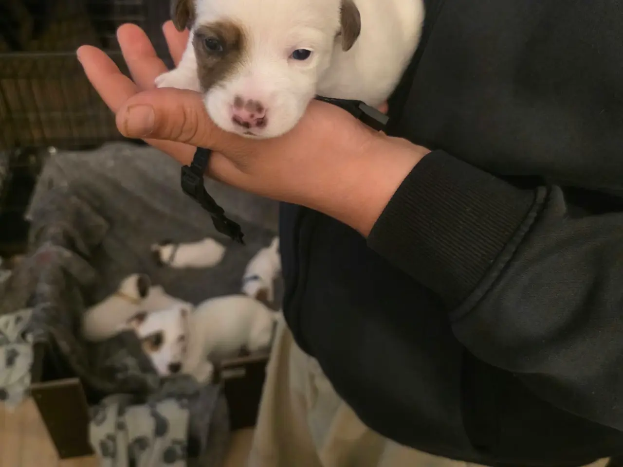 Billede 4 - Lækker Pomeranian / Jack Russell Hvalp til salg