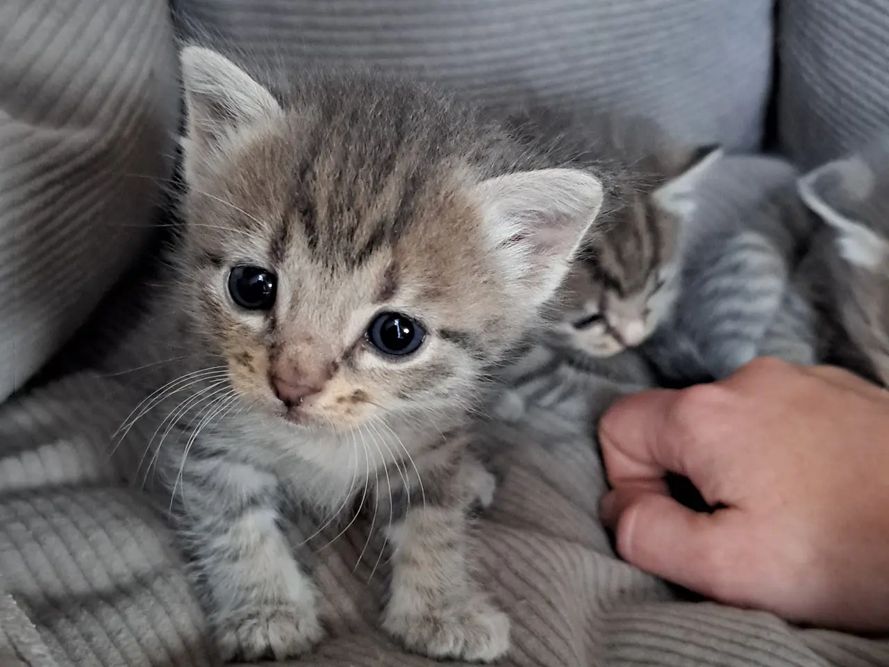 Billede 11 - 🐱 Søde killinger søger kærlige hjem 🐱