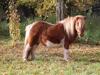 Smuk shetlandspony hoppe med palomino broget føl