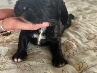 Cavapoo f1 dreng sælges