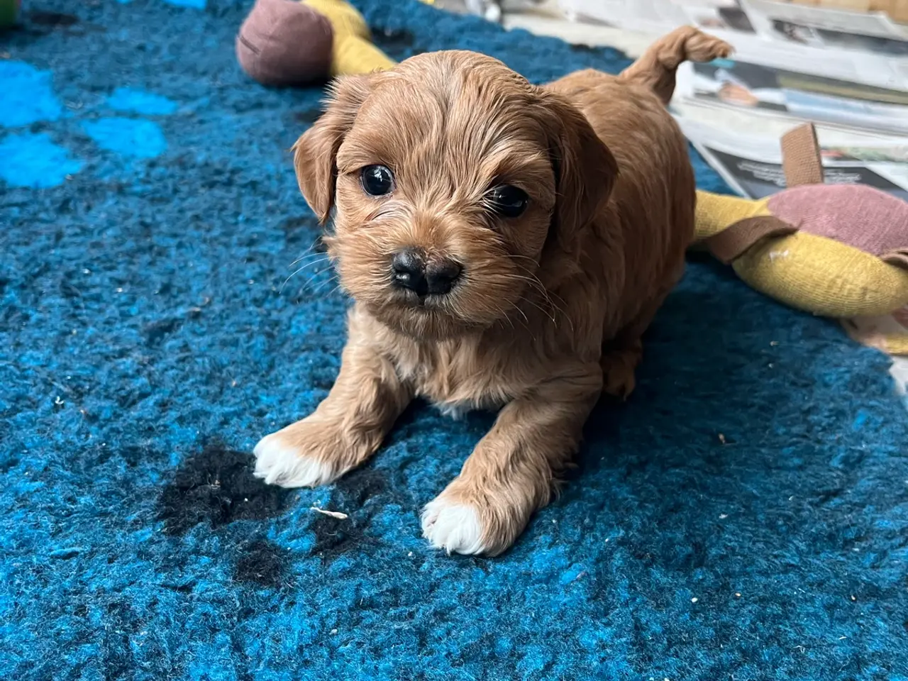 Billede 6 - havapoo / cavapoo