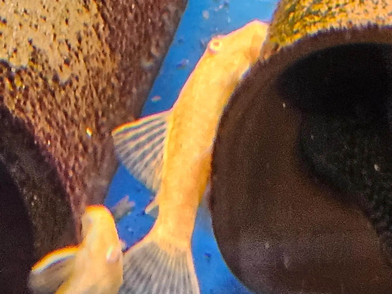 Billede 1 - Gule ancistrus Malle