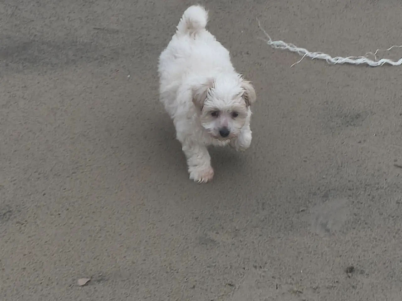 Billede 7 - Blandings hvalp bomulds hund maltipoo