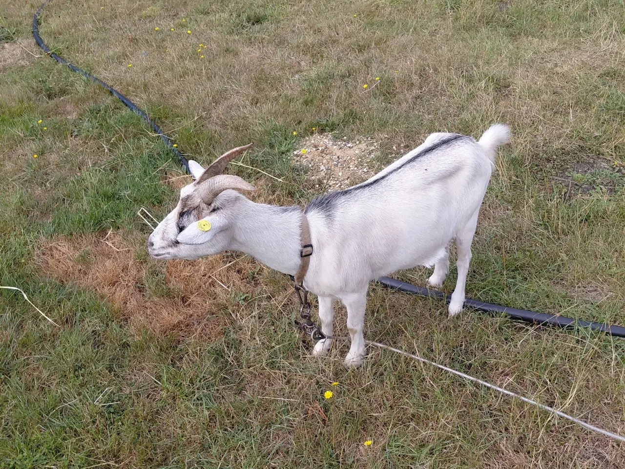 Billede 3 - Dværgged gimmer